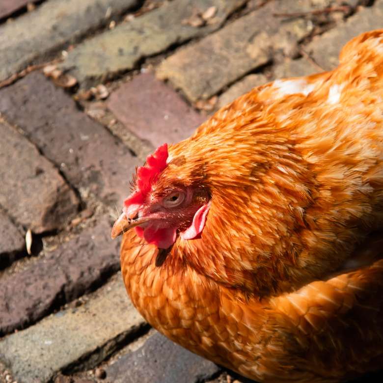 kyckling njuter av solen Pussel online