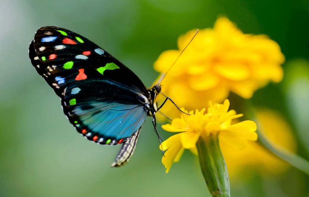 πολύχρωμη πεταλούδα παζλ online