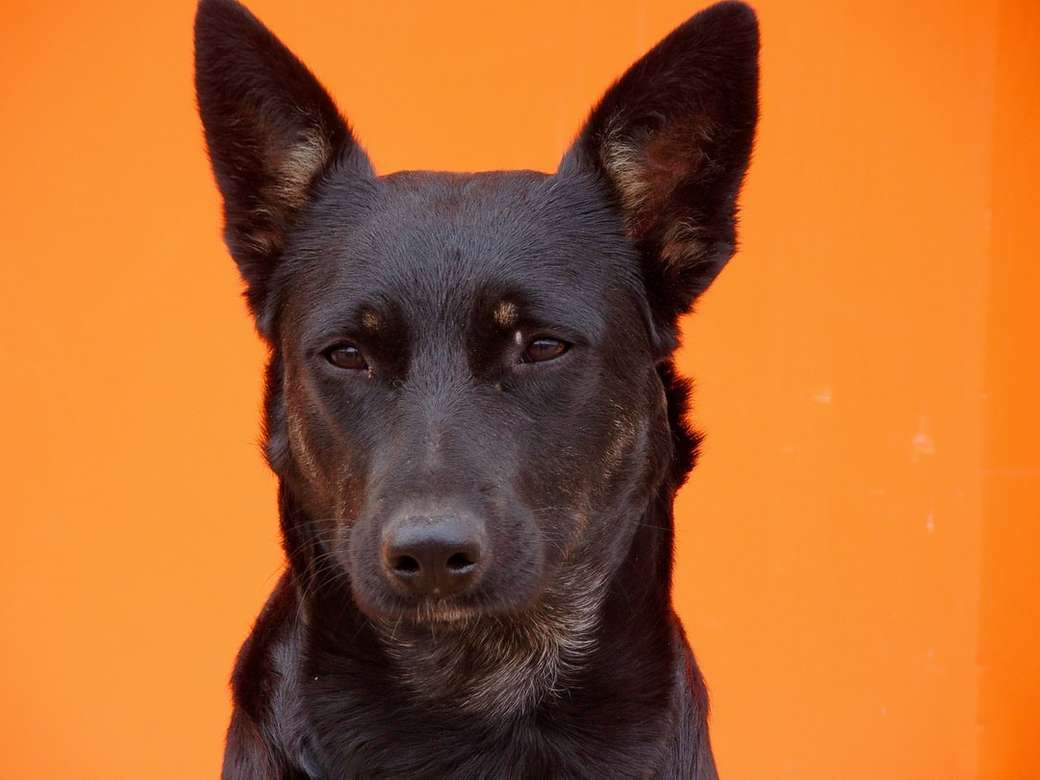 cão de pêlo curto preto médio puzzle online