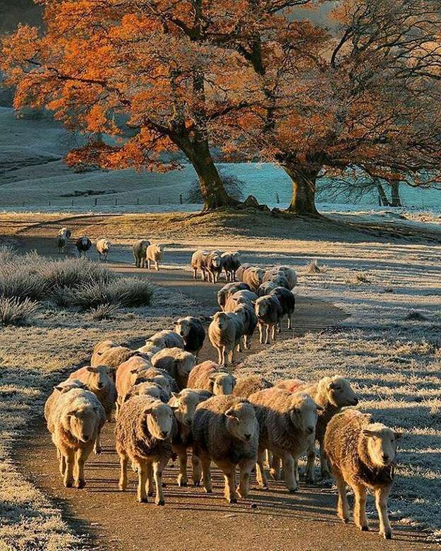 湖水地方の羊がイギリスに群がる オンラインパズル