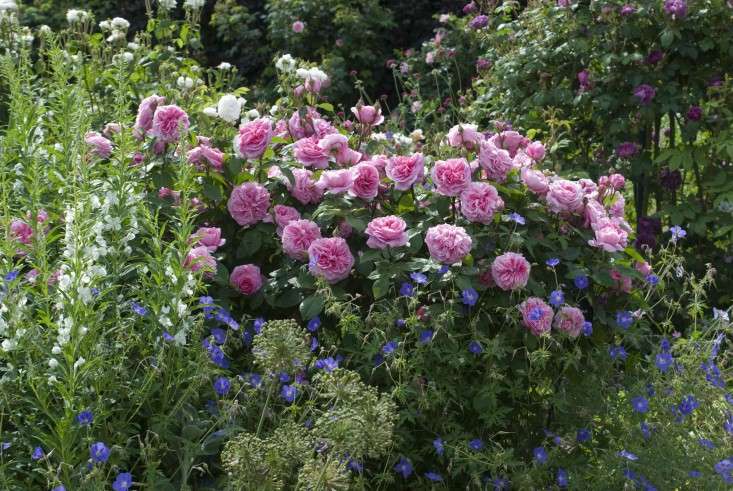 Αγγλικός κήπος με τριανταφυλλιές online παζλ