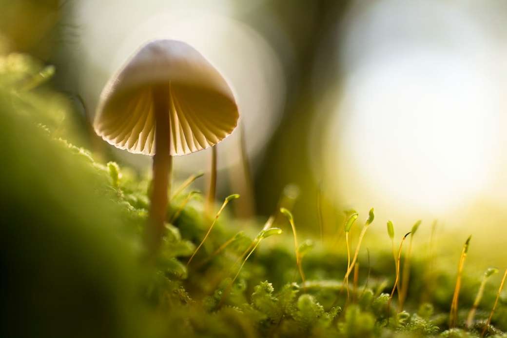 фото грибов с селективным фокусом головоломка