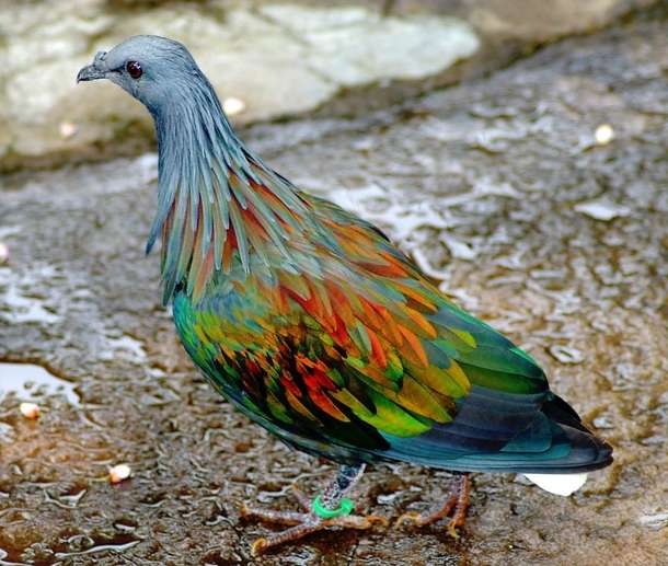 barevný holub online puzzle