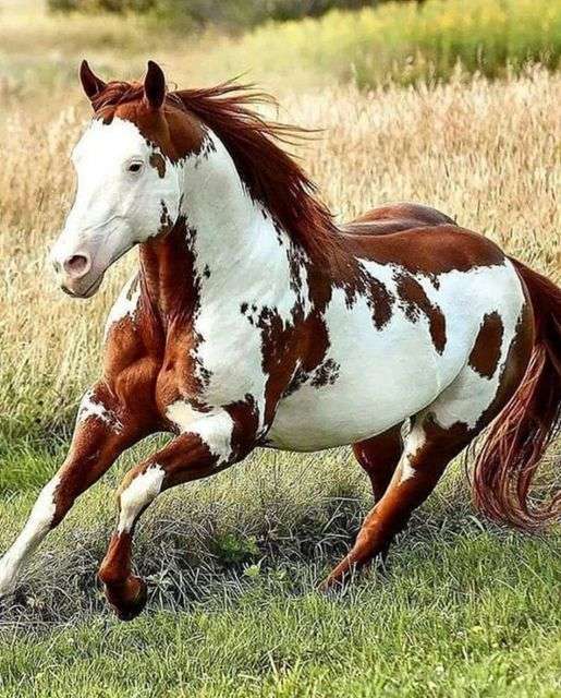 bellezza e forza: un bellissimo cavallo puzzle online