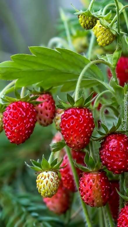 νόστιμες άγριες φράουλες παζλ online