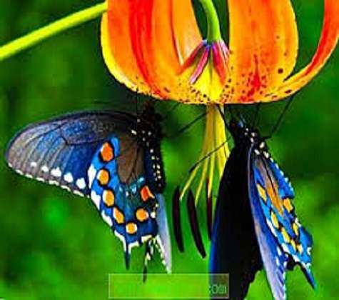 Pillangók. kirakós online