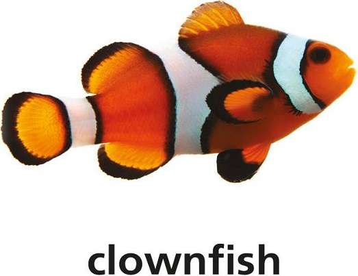 c este pentru pește clovn puzzle online
