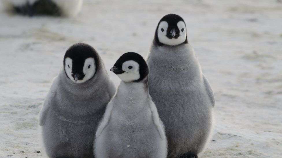 pinwinos онлайн пазл