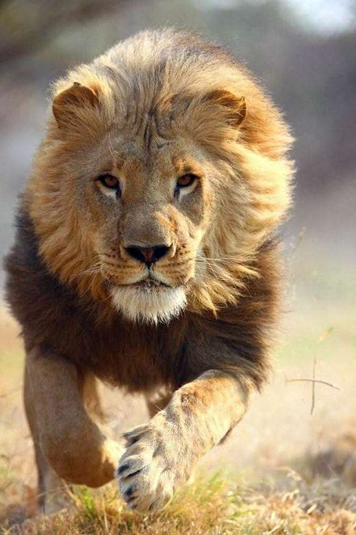 Afrikanskt lejon pussel