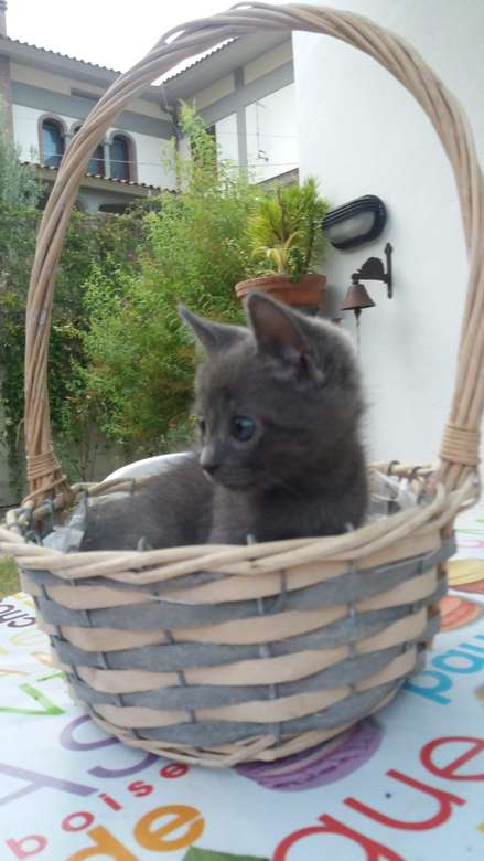 Коте в кошница онлайн пъзел