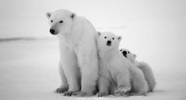 полярни мечки онлайн пъзел