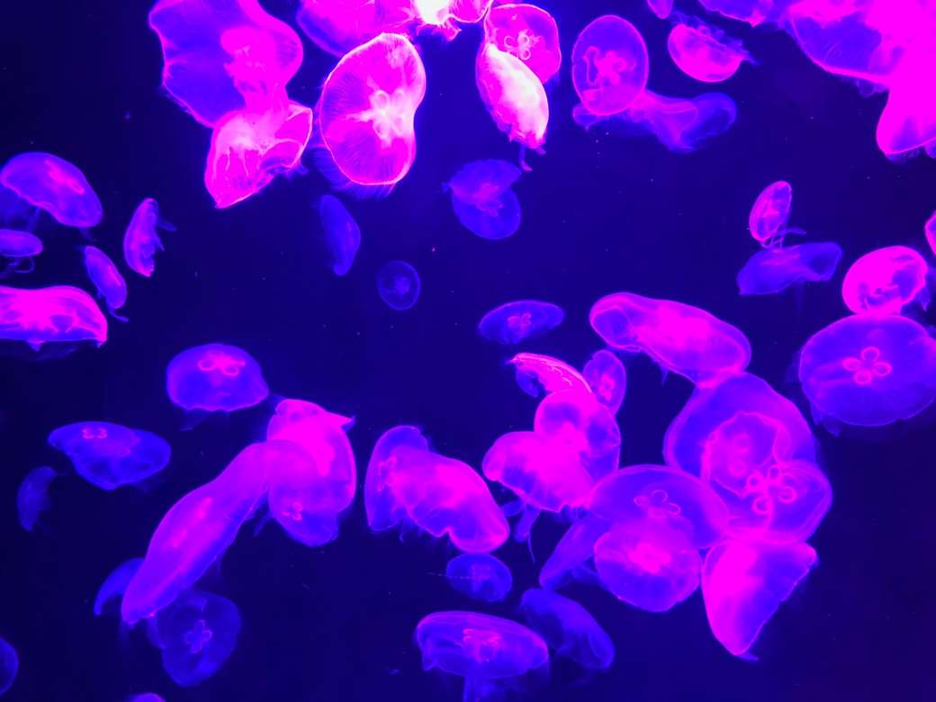 рожеві медузи онлайн пазл