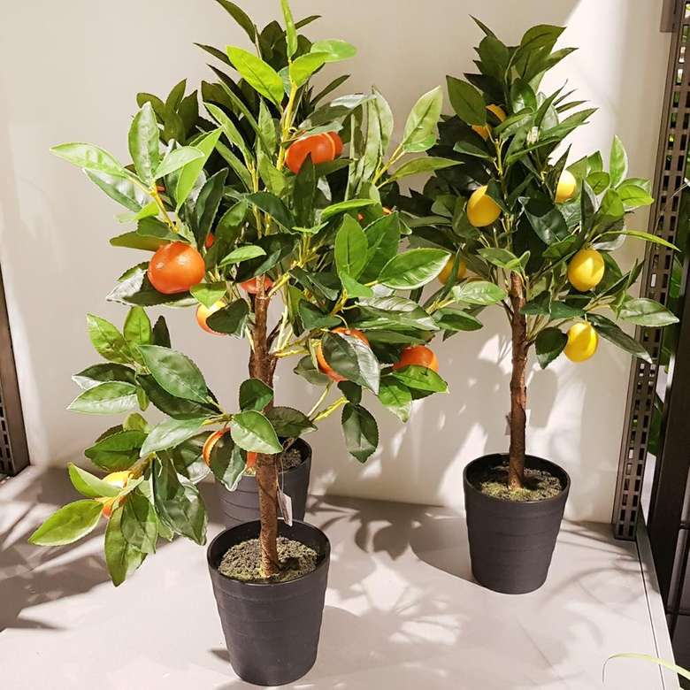 citrusboom in een pot online puzzel