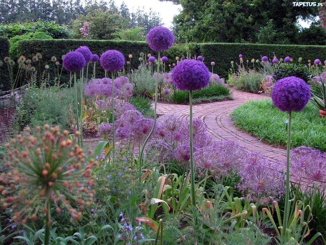 алея в градината, засадена с декоративен чесън онлайн пъзел