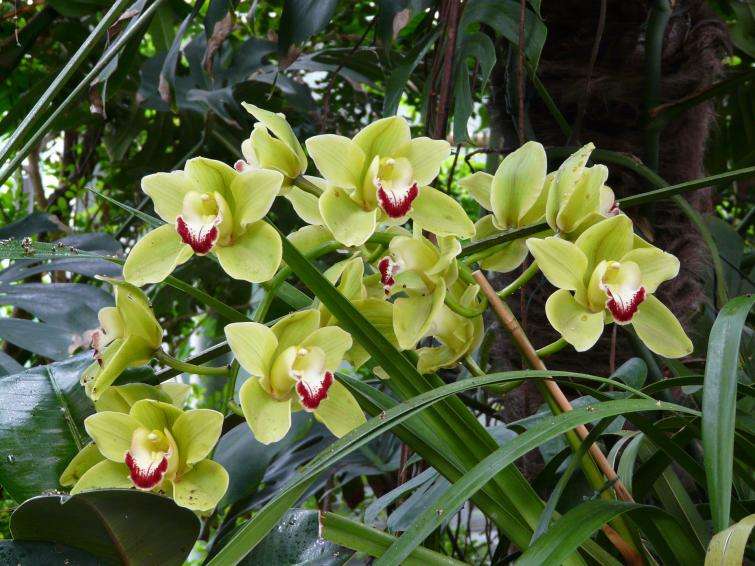 orchidej online puzzle