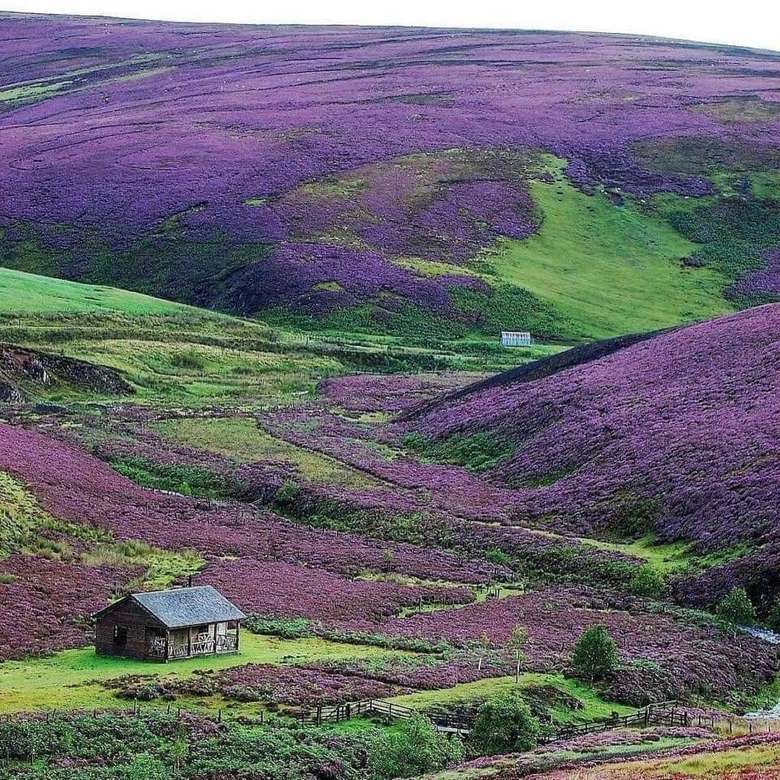 Heath virágzik Skócia felvidékén online puzzle
