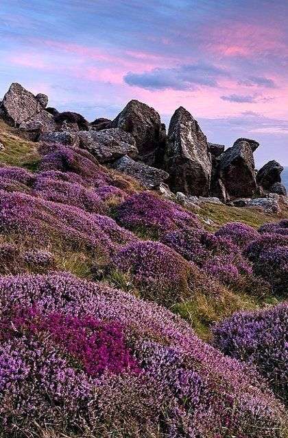 Heath florescer nas Terras Altas da Escócia puzzle online