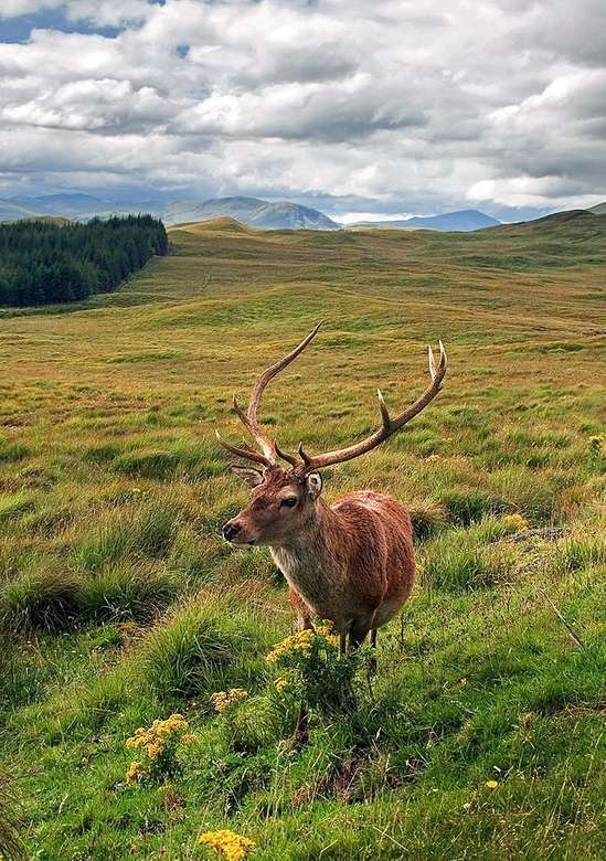 Олень у гірських районах Шотландії онлайн пазл