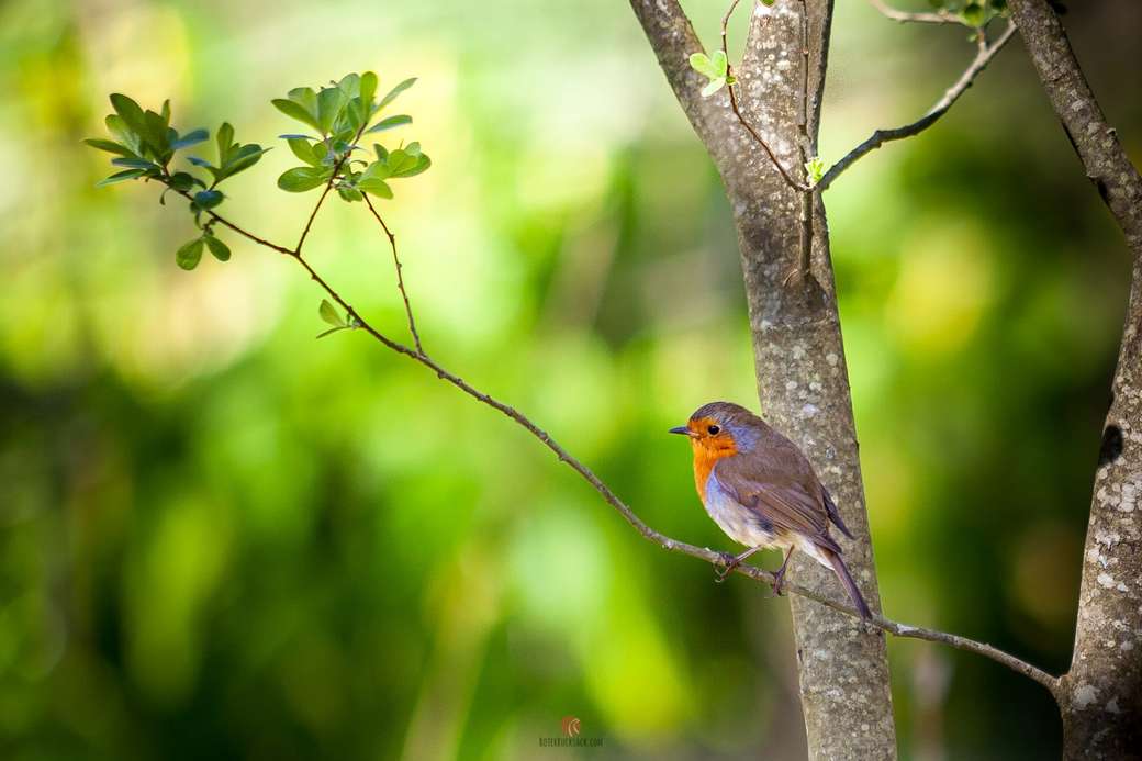 Bird on Loch Lommond Σκωτία online παζλ