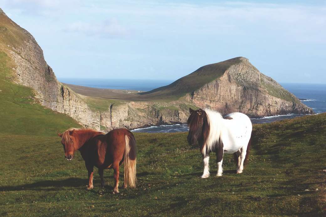 Ponies auf den Shetland Inseln Online-Puzzle