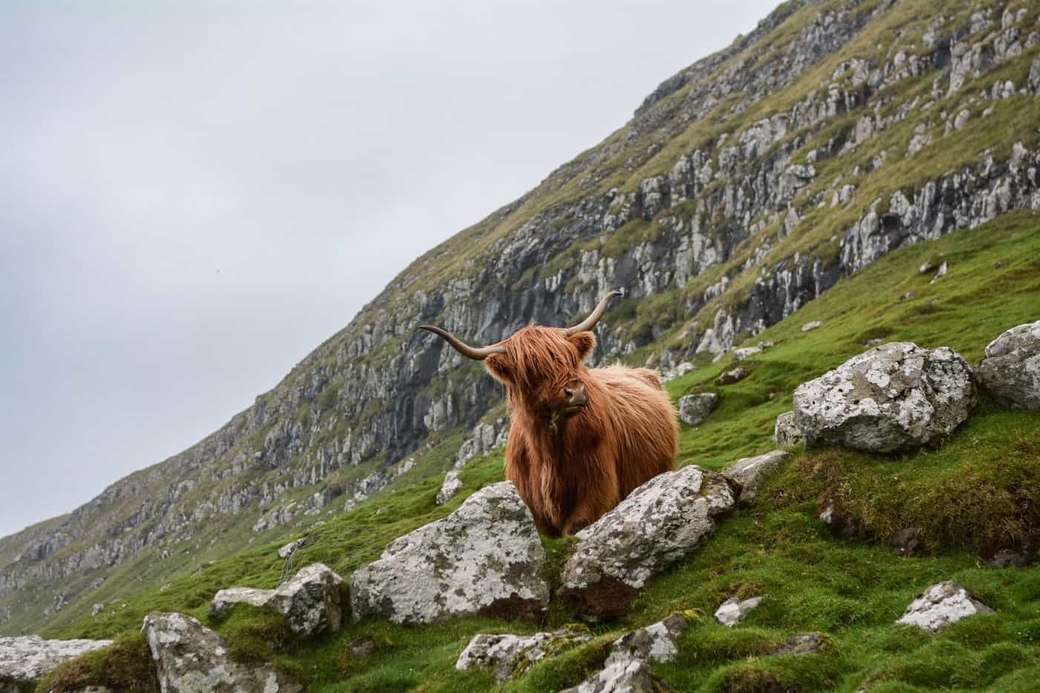 Carne de vită Angus în Highlands din Scoția puzzle online