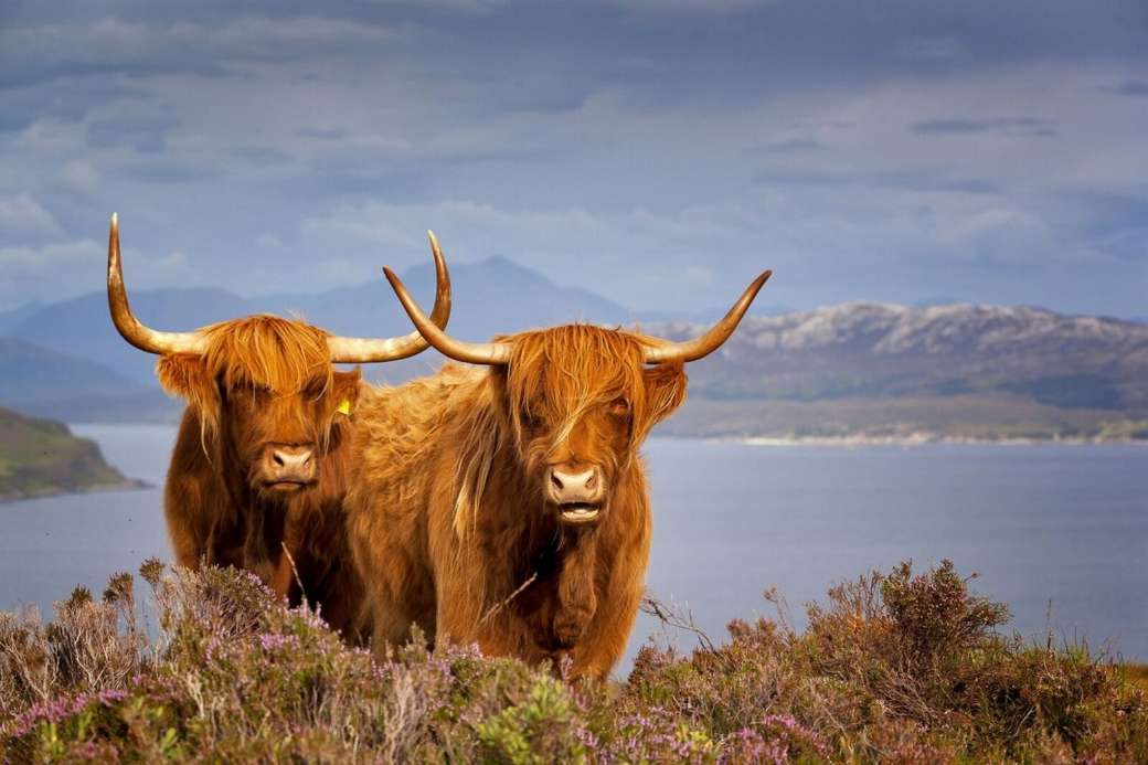 Angus добитък Шотландия онлайн пъзел
