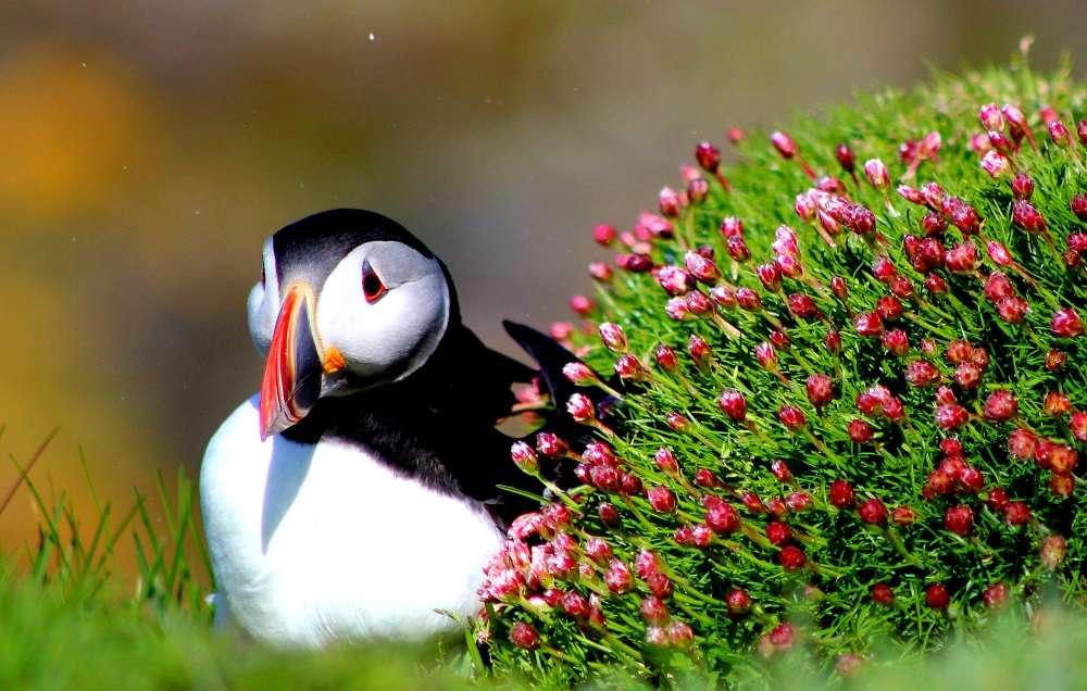 Puffin on the coast of Scotland jigsaw puzzle online