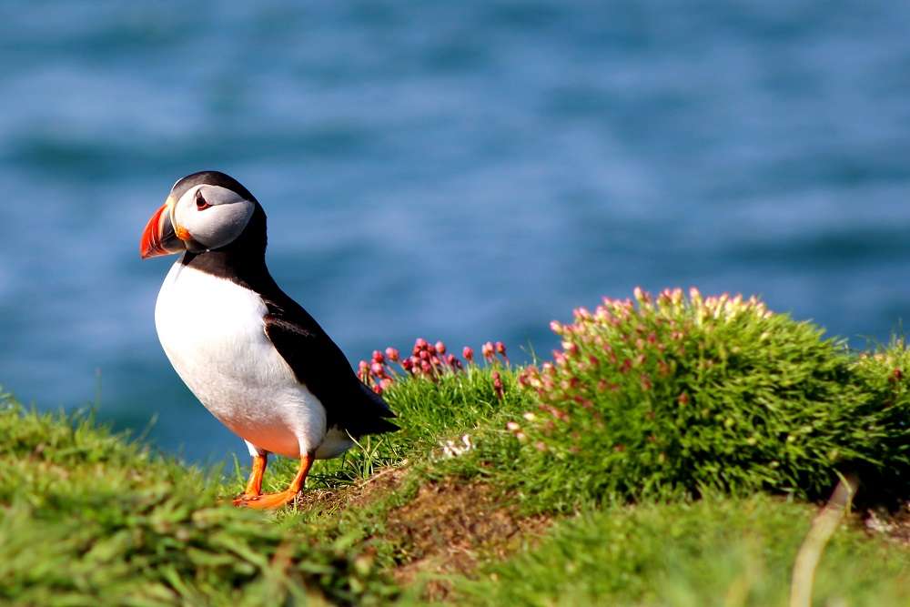 Lunnefågel vid kusten av Skottland pussel på nätet