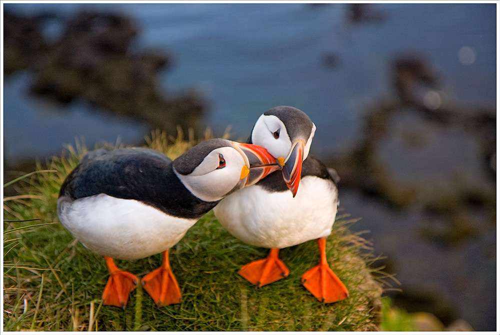 Puffin on the coast of Scotland online puzzle
