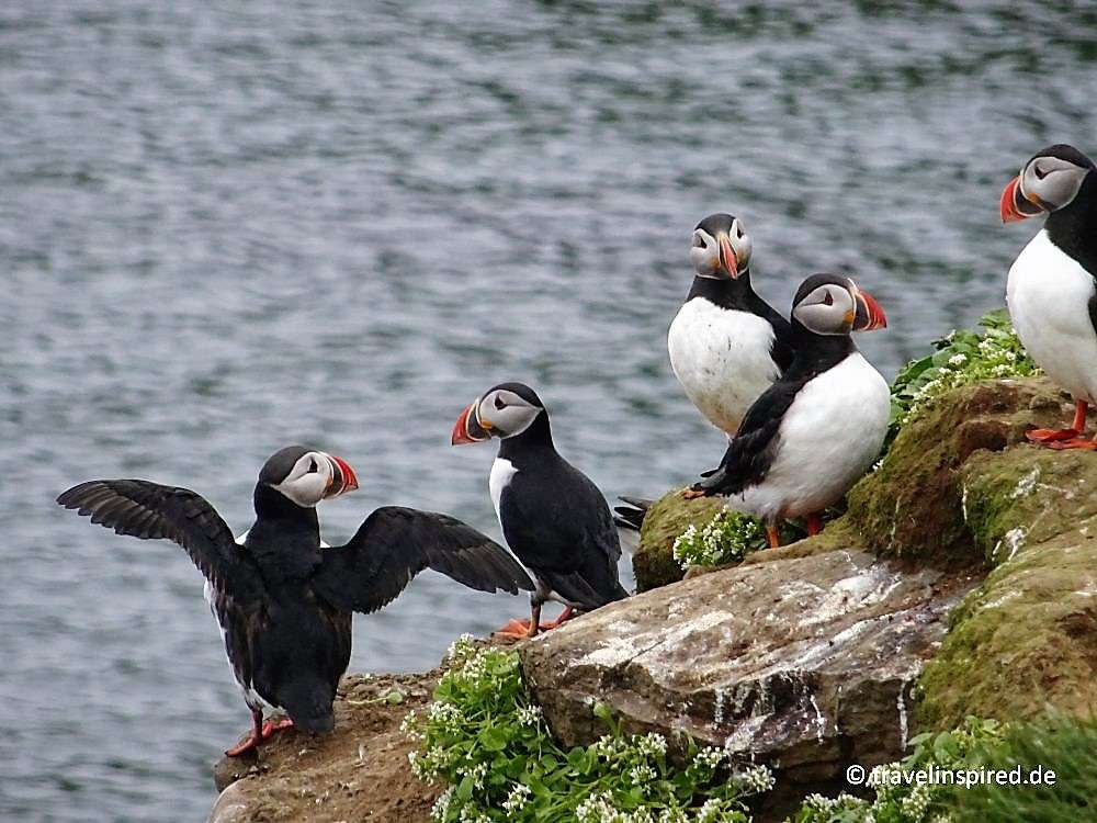 Puffin on the coast of Scotland jigsaw puzzle online