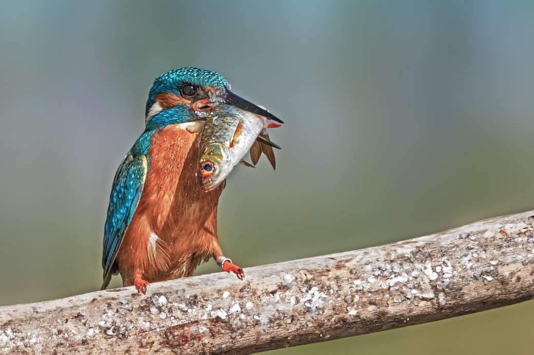 Kingfishers stora måltid Pussel online
