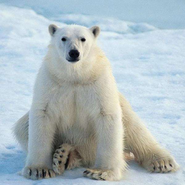 Urso polar puzzle online