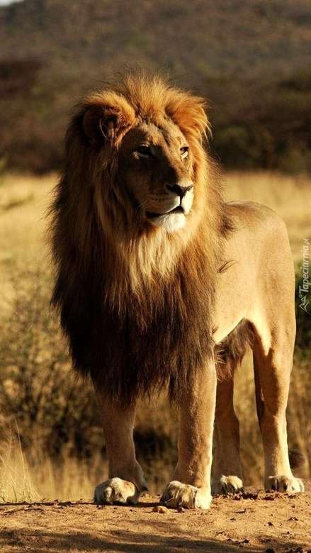 Africký lev online puzzle