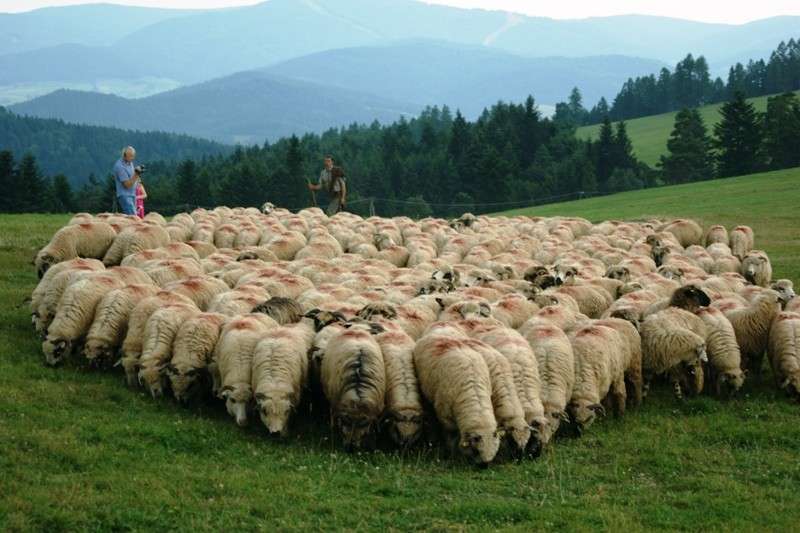 овце в планината онлайн пъзел