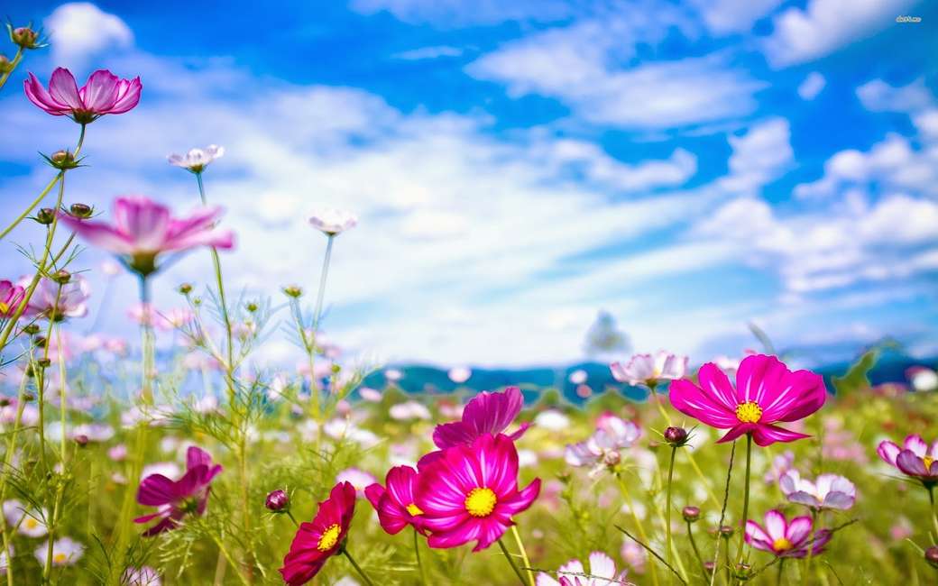 prado de flores de verano - espacio - rompecabezas en línea