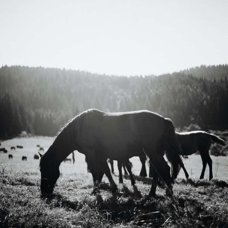 Hästar svartvitt Pussel online