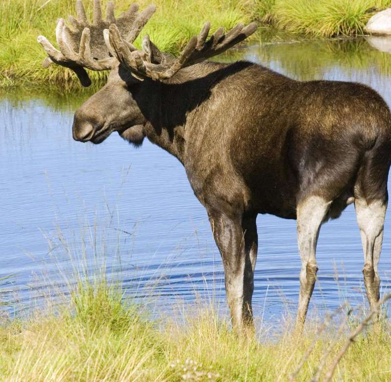 Bull elk în Norvegia puzzle online