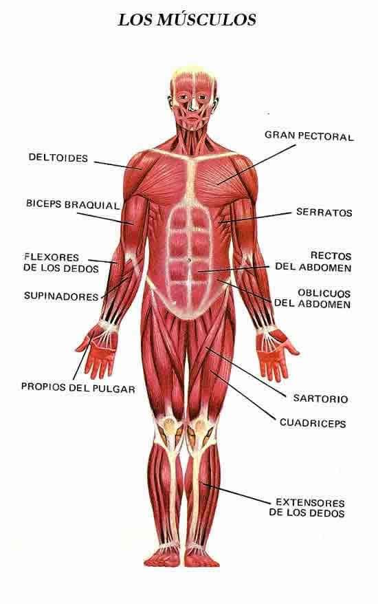 OSEO-ARTRO-MUSCULAR SYSTEM jigsaw puzzle online