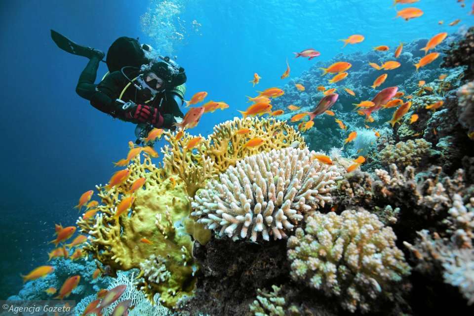 Arrecife de coral rompecabezas en línea