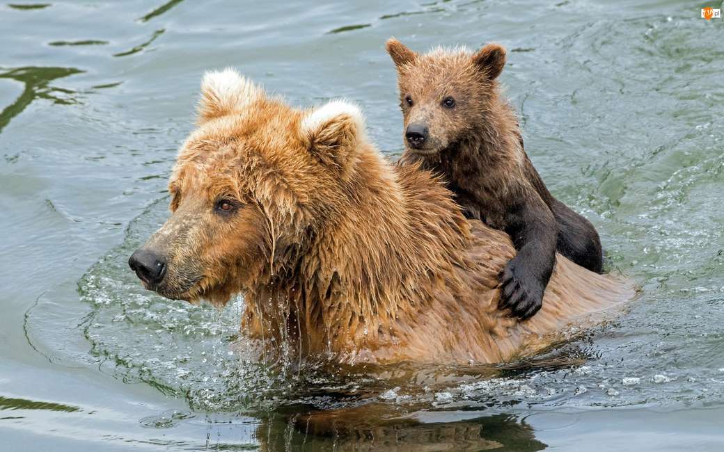 Water, Gray bears, Grizli, Bear cub jigsaw puzzle online