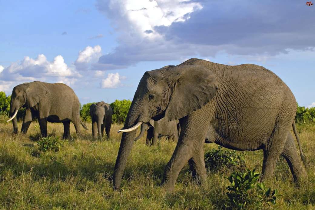 Слони, Саванна пазл онлайн