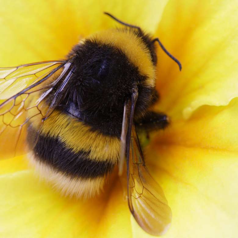 Abeille abeille puzzle en ligne