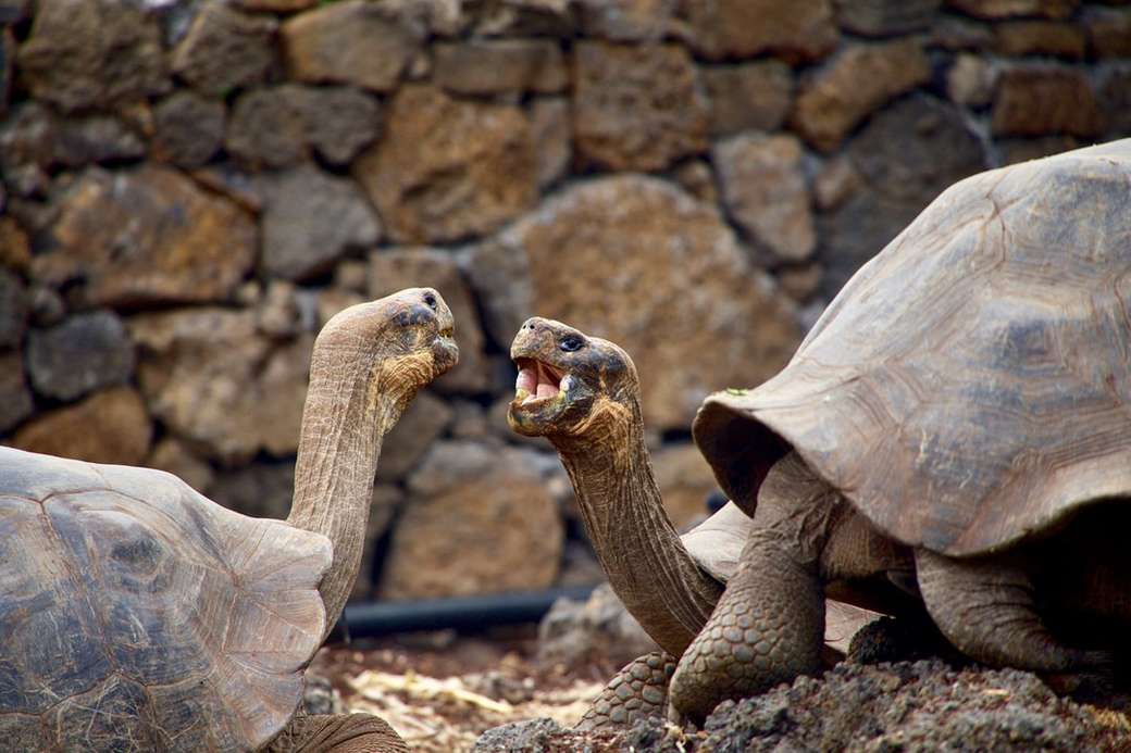 Schildpadden praten in de Galapagos online puzzel