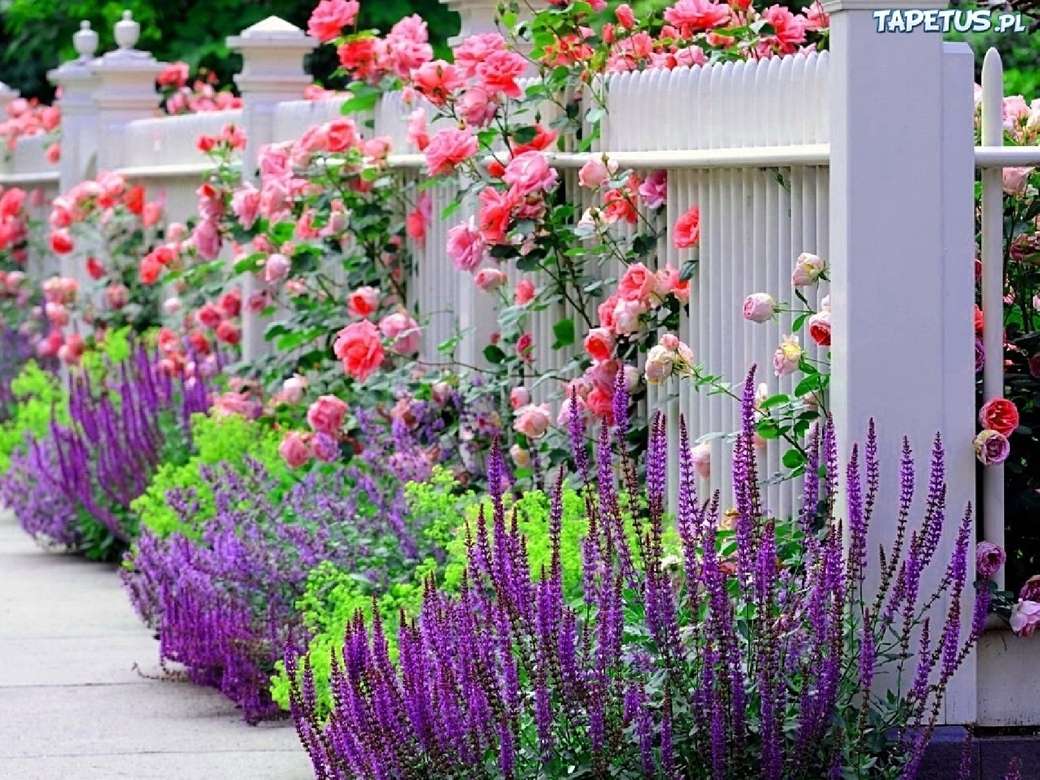 Rosen, Lavendel im Garten Puzzle