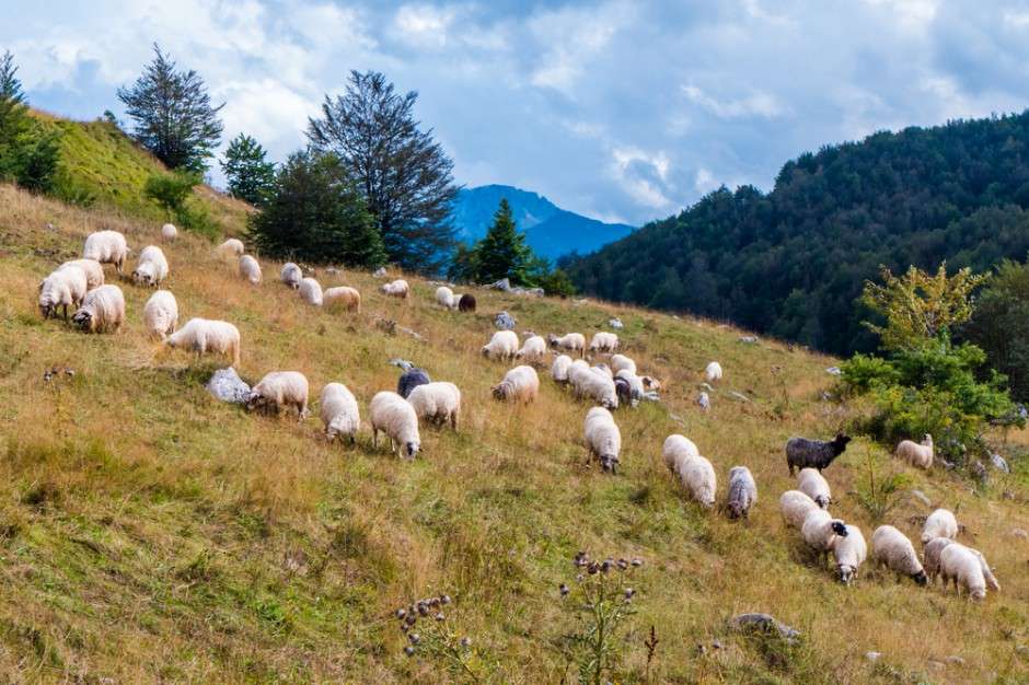 montanhas - ovelhas nas pastagens puzzle online