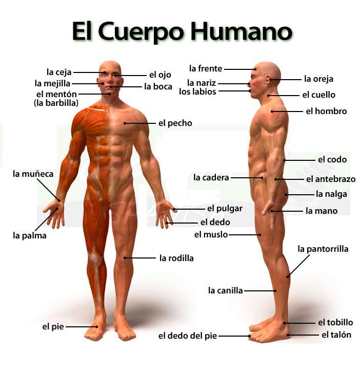 Човешкото тяло и неговите части онлайн пъзел