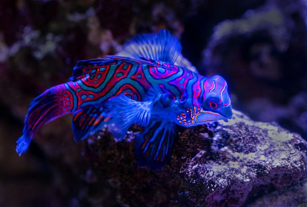 синя и червена риба на върха на кафява скала онлайн пъзел
