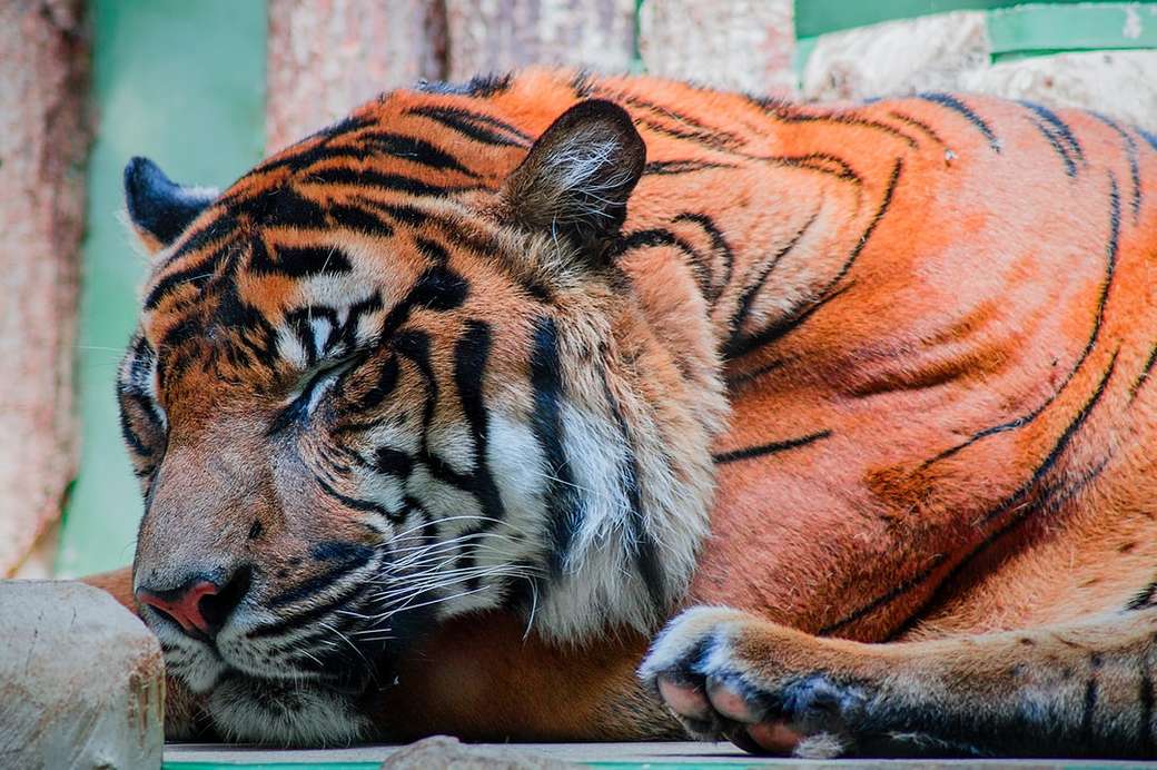 Tigre endormi de près puzzle en ligne