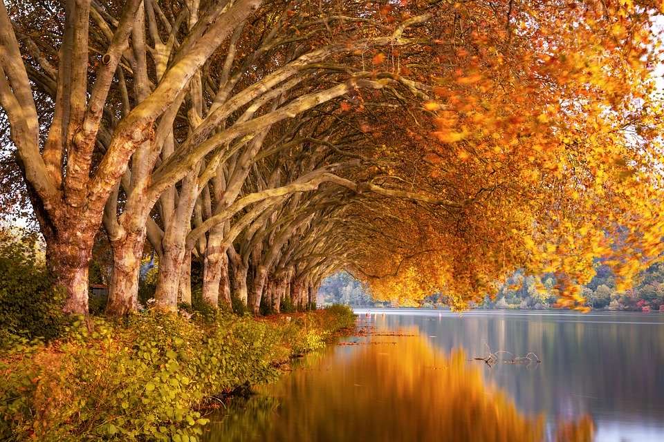 Trees by the water jigsaw puzzle online