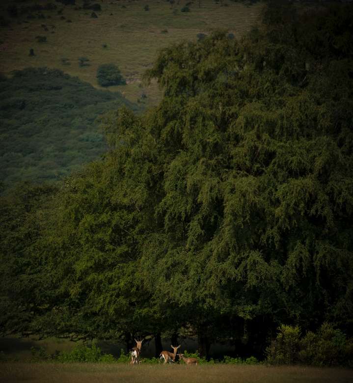 persone in piedi sulla sabbia marrone vicino a alberi verdi puzzle online